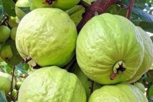 Médicos explican qué puede provocar el té de hoja de guayaba y por qué muchas personas lo consumen