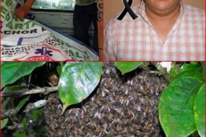Hombre fallece tras ataque de abejas africanizadas en Melchor de Mencos, Petén