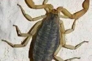 La extraña creencia sobre los alacranes que está causando miedo en redes sociales
