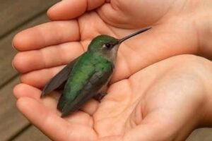 Si un colibrí llega a tu casa, muchas personas creen que trae un mensaje especial